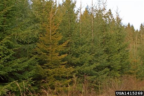 norway spruce tree problems